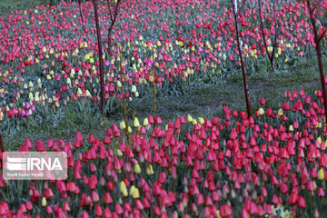 Tulip flower garden in northwestern Iran