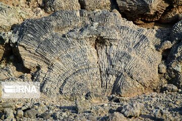 L’Île de Kish, la terre des récifs coralliens