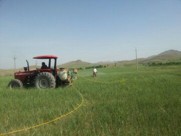 آغاز سم پاشی علیه سن پوره در مزارع بوکان