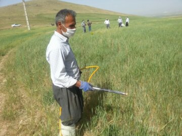 آغاز سم پاشی علیه سن پوره در مزارع بوکان