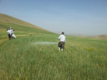 آغاز سم پاشی علیه سن پوره در مزارع بوکان