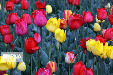 Plantation de tulipes à Tabriz (nord-ouest d'Iran)