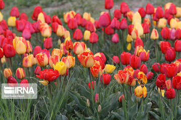 Plantation de tulipes à Tabriz (nord-ouest d'Iran)