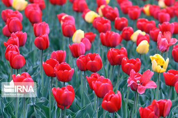 Plantation de tulipes à Tabriz (nord-ouest d'Iran)