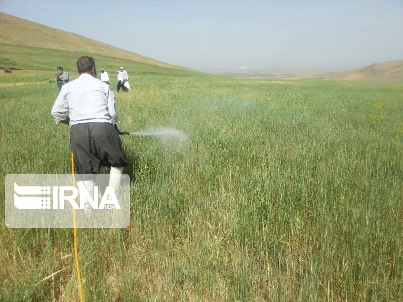 مبارزه با سن در ۱۱۲ هزار هکتار از مزارع استان مرکزی انجام شد