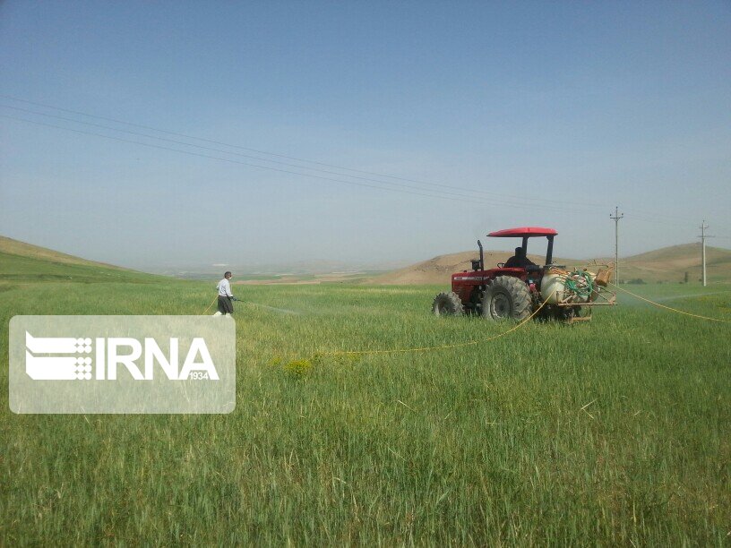 ۲۳۴ هزار هکتار از مزارع بیجار سمپاشی شد