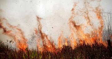 گندمکاران خوزستانی کاه و کلش زمین خود را به دامداران بدهند