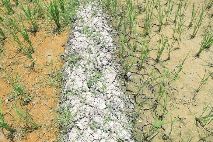 تداوم خشکسالی شدید در گلستان؛ کشاورزی در وضعیت هشدار