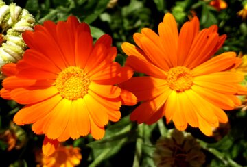 Flores de primavera en el oeste de Irán