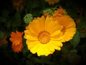 Flores de primavera en el oeste de Irán