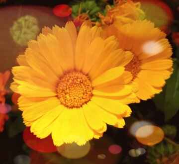 Flores de primavera en el oeste de Irán