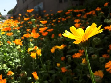 Flores de primavera en el oeste de Irán