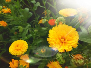 Flores de primavera en el oeste de Irán