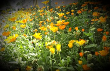 Flores de primavera en el oeste de Irán