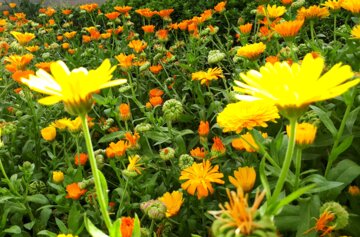 Flores de primavera en el oeste de Irán