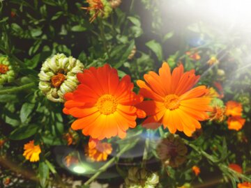 Flores de primavera en el oeste de Irán