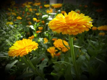 Flores de primavera en el oeste de Irán