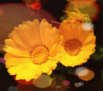 Flores de primavera en el oeste de Irán