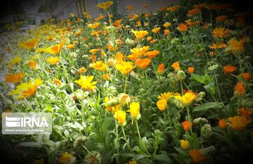 Spring flowers in western Iran