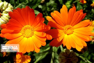 Spring flowers in western Iran