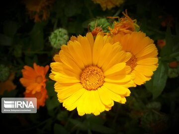 Spring flowers in western Iran