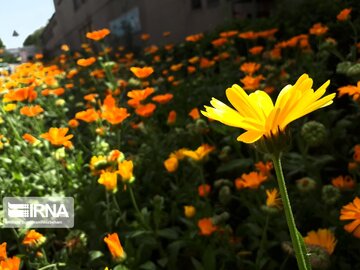 Spring flowers in western Iran