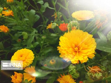 Spring flowers in western Iran