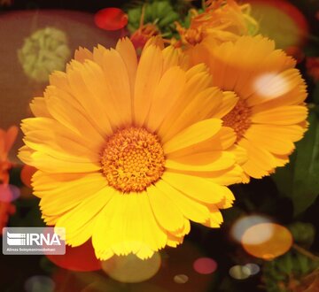 Spring flowers in western Iran