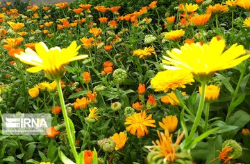 Spring flowers in western Iran