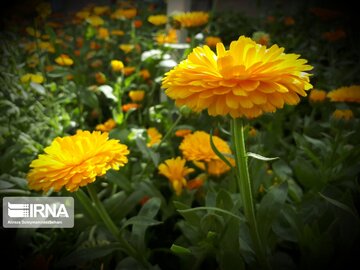 Spring flowers in western Iran