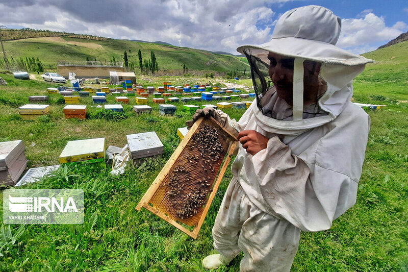 ۱۷ تن عسل در تایباد تولید می‌شود