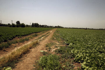 اصلاح ساختار ۹۰ درصد مزارع سبزی و صیفی استان قزوین 