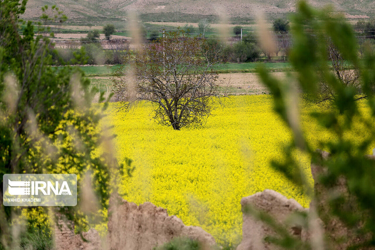 برداشت کلزا در تایباد خراسان رضوی آغاز شد