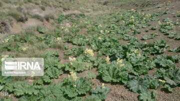 Medicinal herbs in northeast Iran