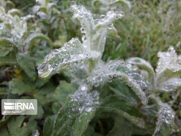 Medicinal herbs in northeast Iran