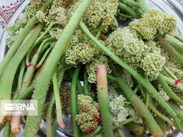 Medicinal herbs in northeast Iran