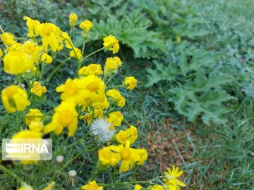 Medicinal herbs in northeast Iran