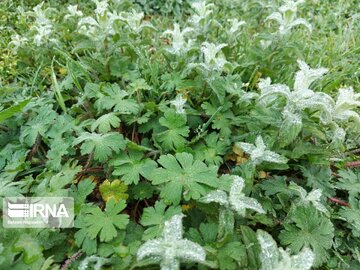 Medicinal herbs in northeast Iran