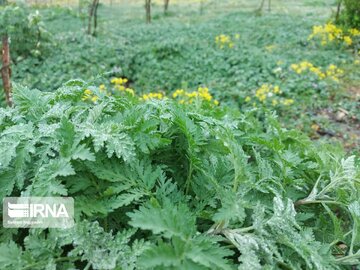 Medicinal herbs in northeast Iran