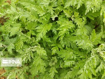 Medicinal herbs in northeast Iran