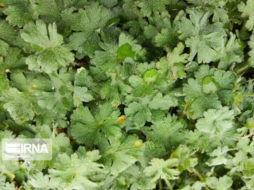 Medicinal herbs in northeast Iran