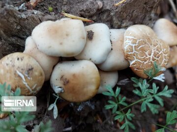 Medicinal herbs in northeast Iran