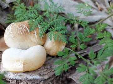 Medicinal herbs in northeast Iran