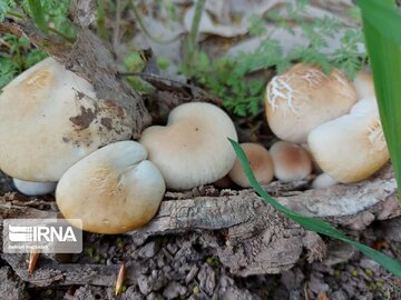 Medicinal herbs in northeast Iran