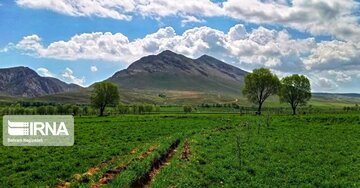 Medicinal herbs in northeast Iran