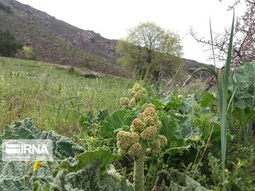 Medicinal herbs in northeast Iran