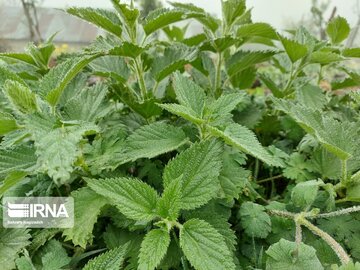 Medicinal herbs in northeast Iran