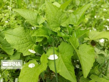 Medicinal herbs in northeast Iran