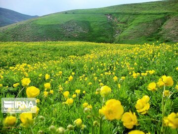 Medicinal herbs in northeast Iran