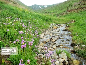 Medicinal herbs in northeast Iran